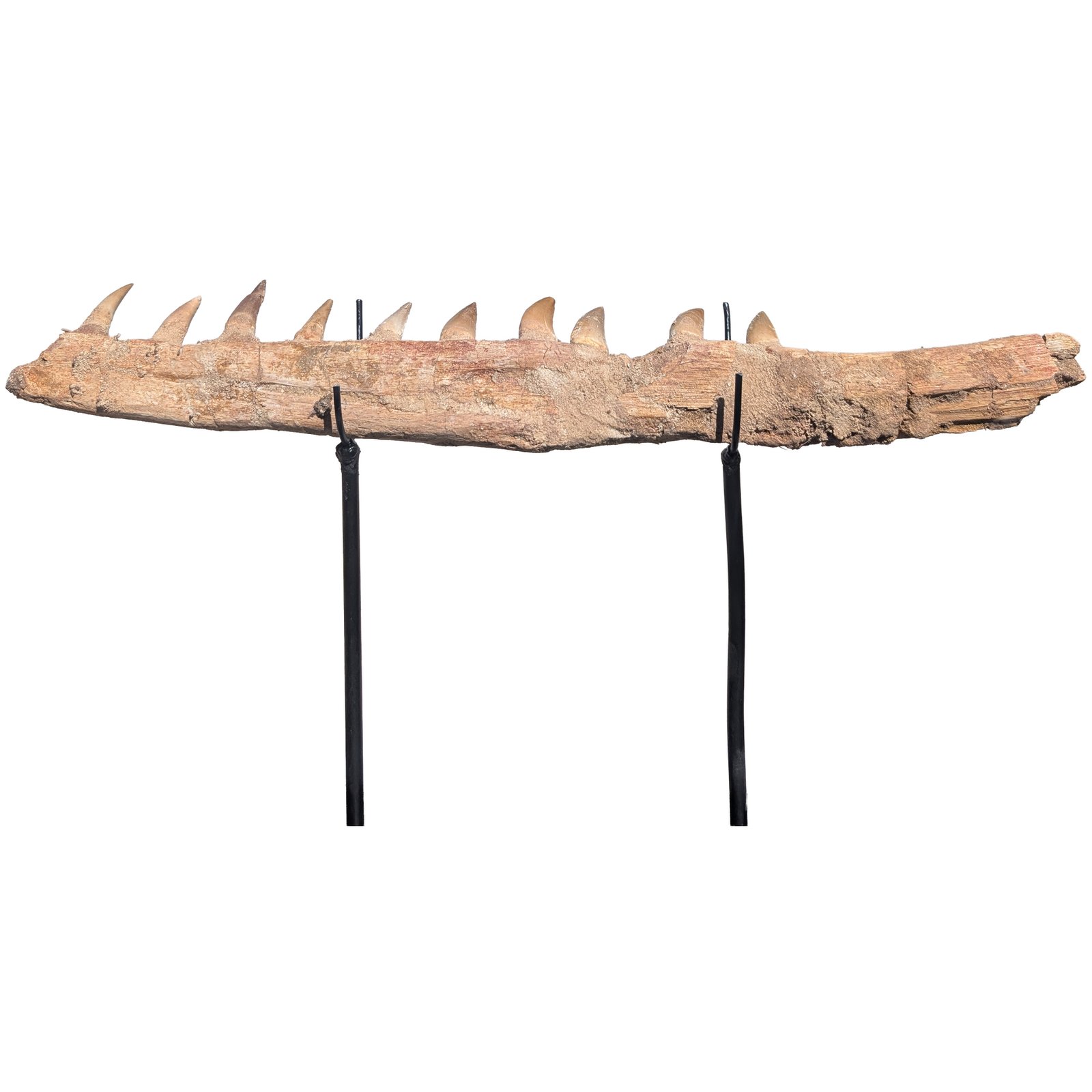 Rare Mosasaur Jaw Authentic Display for Collectors and Classrooms Rare Mosasaur Jaw Authentic Display for Collectors and Classrooms - Image 5