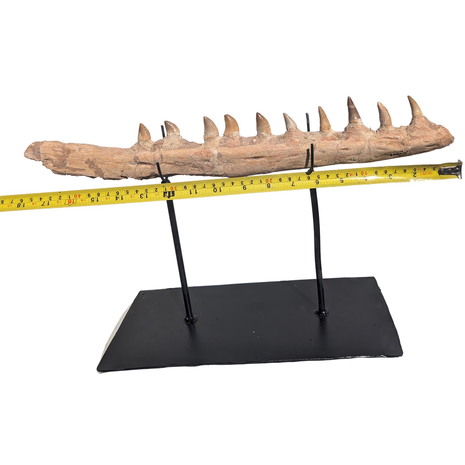 Rare Mosasaur Jaw Authentic Display for Collectors and Classrooms Rare Mosasaur Jaw Authentic Display for Collectors and Classrooms - Image 6