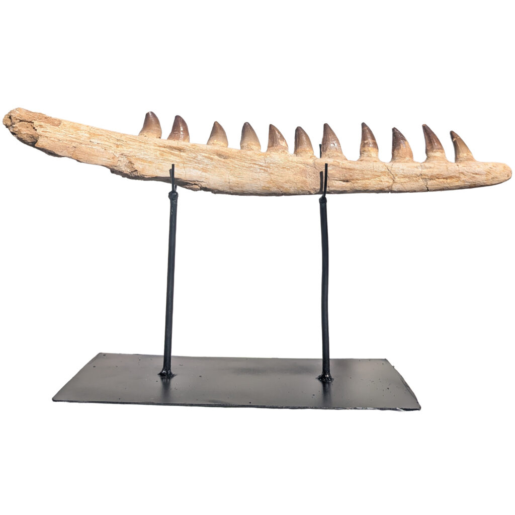 Complete Mandible Jaws