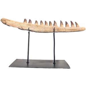 Mosasaur Mandible Jaw Fossil Display Piece Prehistoric Marine Predator