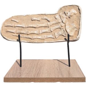 Authentic Mosasaurus Paddle Fossil Specimen Natural Prehistoric Marine Reptile