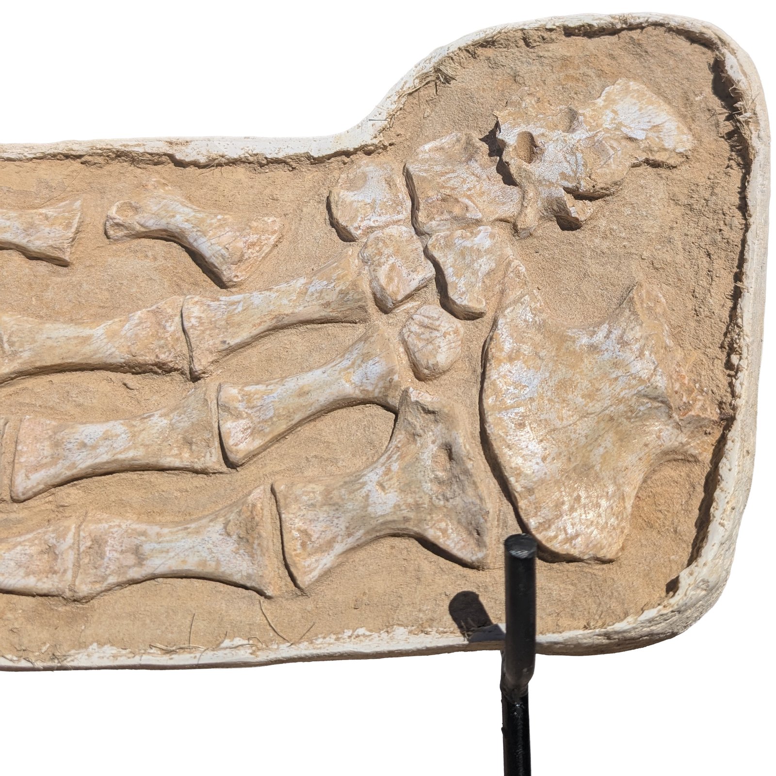 Authentic Mosasaurus Paddle Fossil Specimen Natural Prehistoric Marine Reptile Authentic Mosasaurus Paddle Fossil Specimen Natural Prehistoric Marine Reptile - Image 2