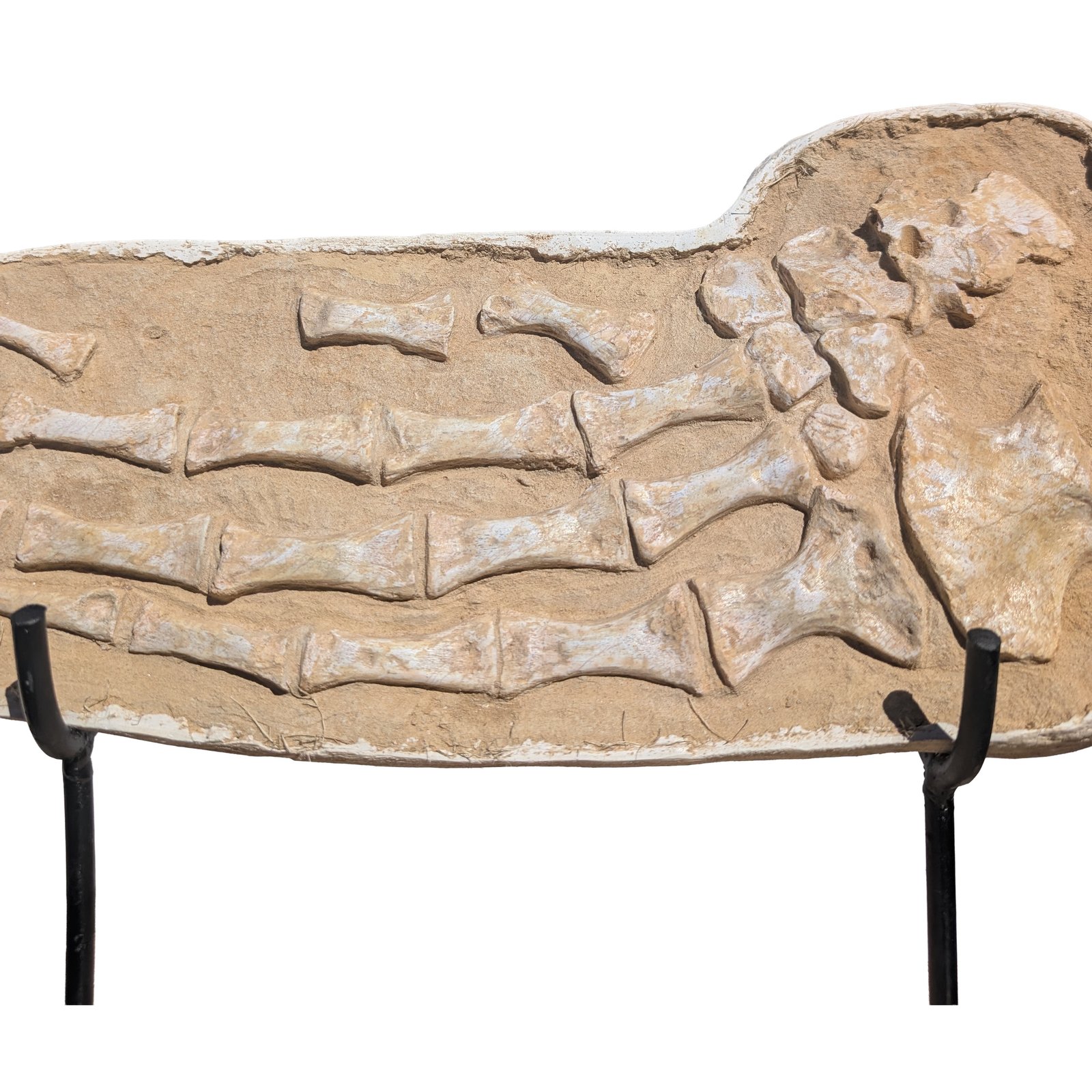 Authentic Mosasaurus Paddle Fossil Specimen Natural Prehistoric Marine Reptile Authentic Mosasaurus Paddle Fossil Specimen Natural Prehistoric Marine Reptile - Image 3