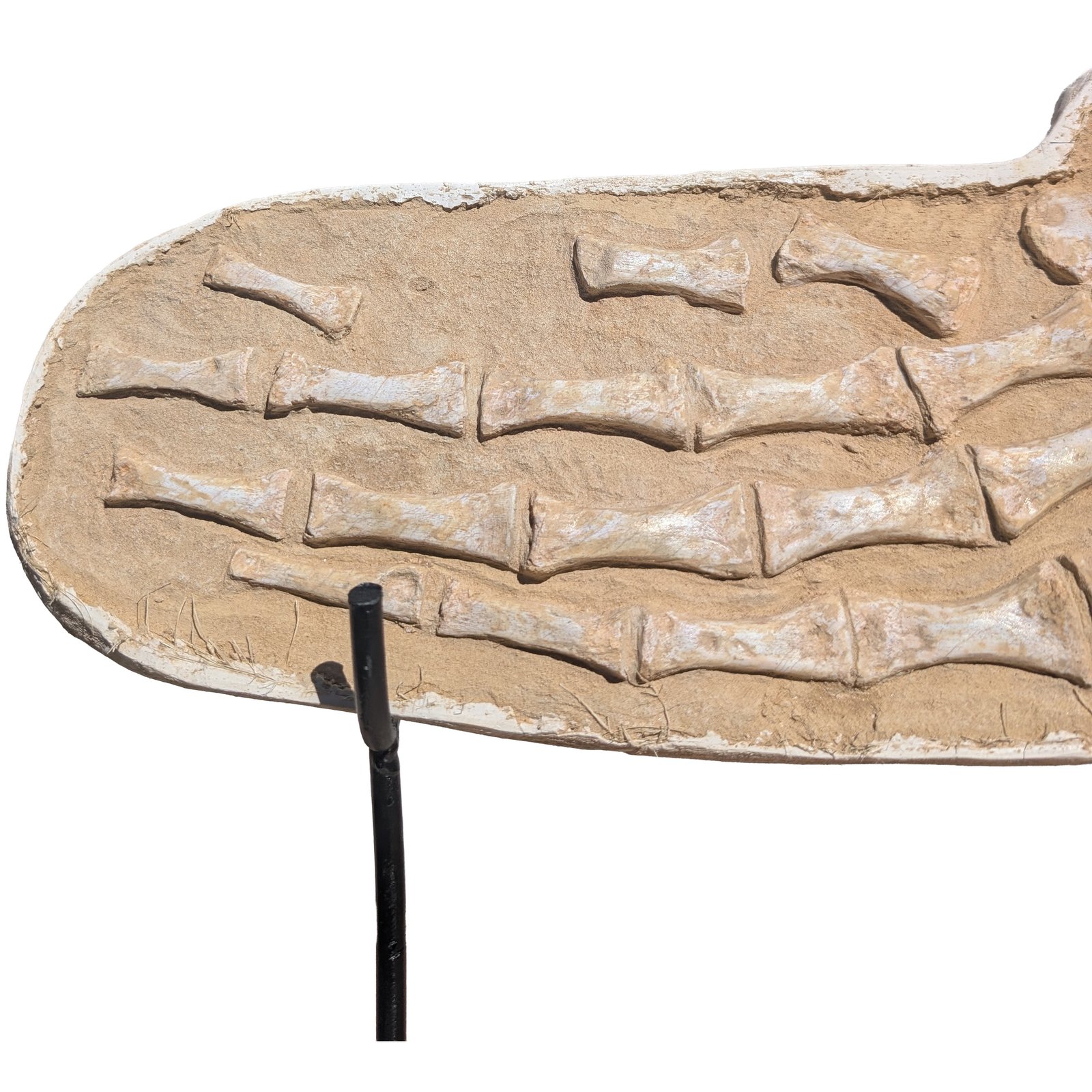 Authentic Mosasaurus Paddle Fossil Specimen Natural Prehistoric Marine Reptile Authentic Mosasaurus Paddle Fossil Specimen Natural Prehistoric Marine Reptile - Image 4