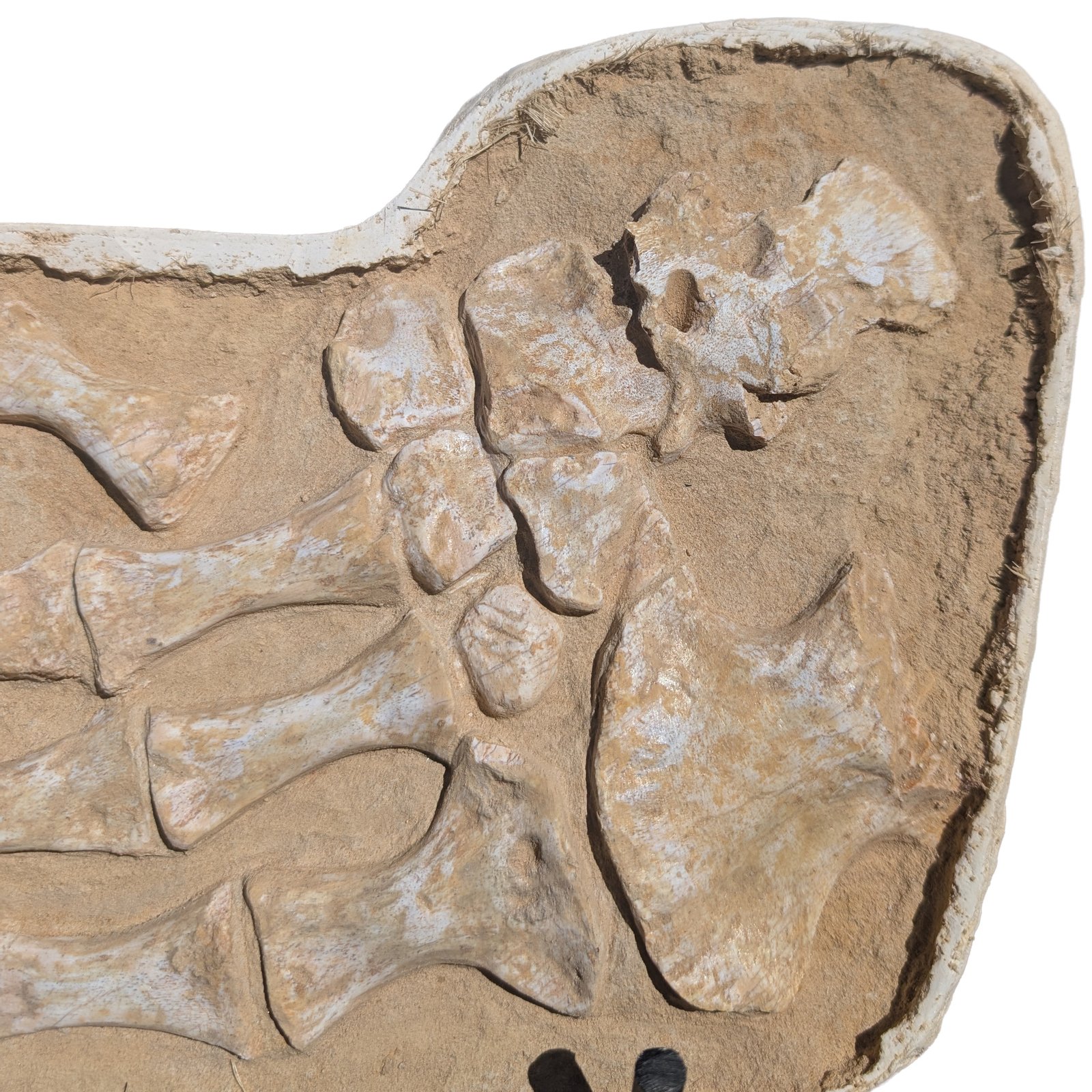 Authentic Mosasaurus Paddle Fossil Specimen Natural Prehistoric Marine Reptile Authentic Mosasaurus Paddle Fossil Specimen Natural Prehistoric Marine Reptile - Image 5