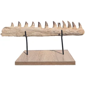 Certified Mosasaur Fossil Specimen Authentic Prehistoric Marine Reptile Display