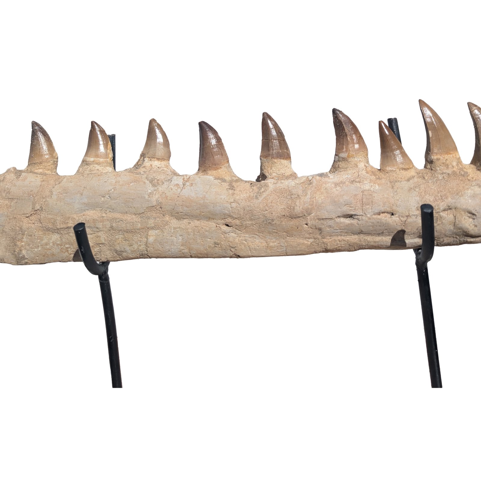 Certified Mosasaur Fossil Specimen Authentic Prehistoric Marine Reptile Display Certified Mosasaur Fossil Specimen Authentic Prehistoric Marine Reptile Display - Image 3
