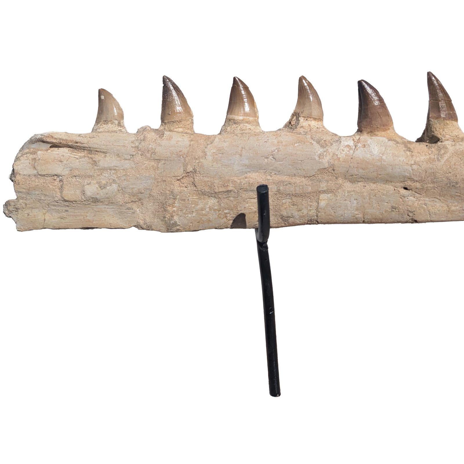 Certified Mosasaur Fossil Specimen Authentic Prehistoric Marine Reptile Display Certified Mosasaur Fossil Specimen Authentic Prehistoric Marine Reptile Display - Image 4