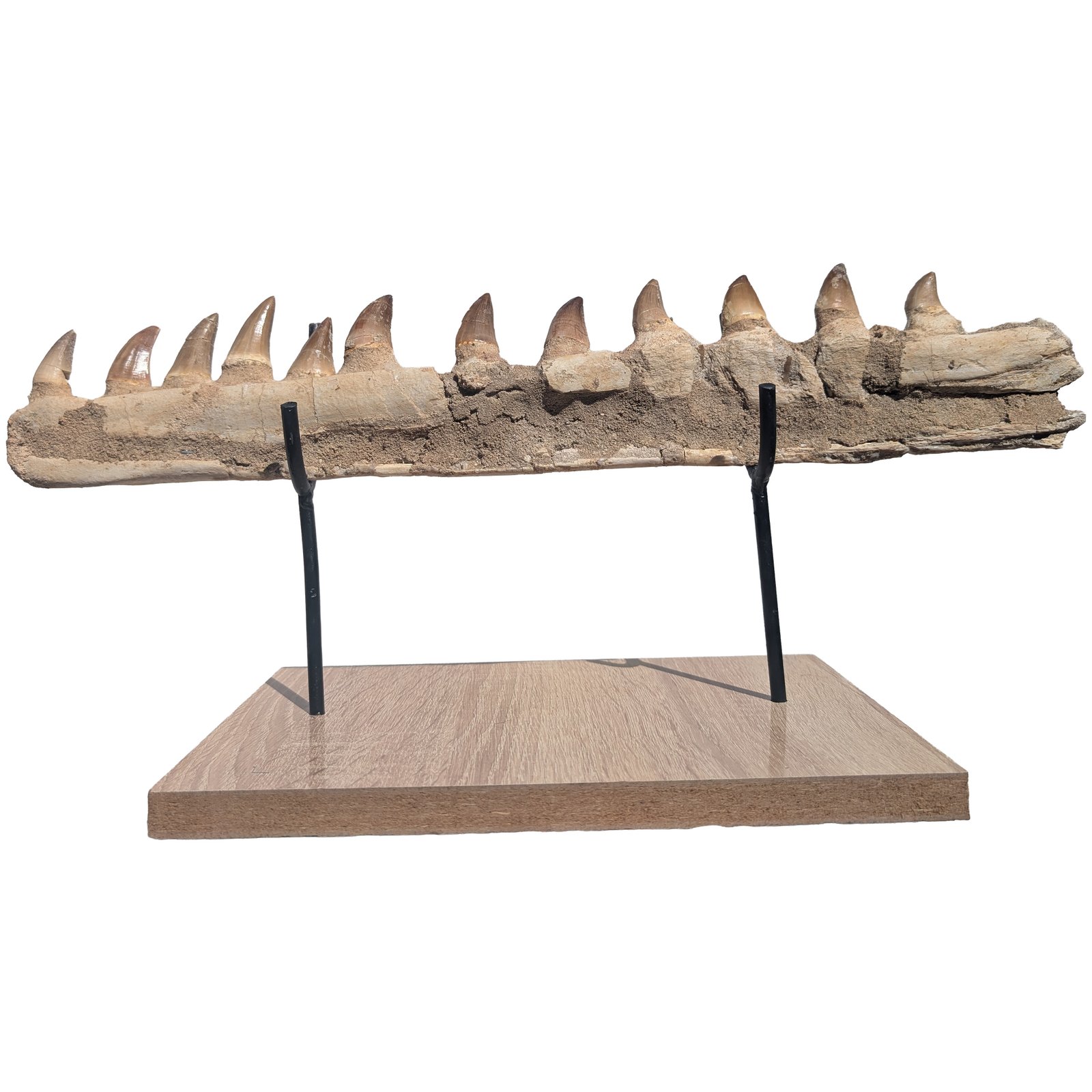 Certified Mosasaur Fossil Specimen Authentic Prehistoric Marine Reptile Display Certified Mosasaur Fossil Specimen Authentic Prehistoric Marine Reptile Display - Image 5