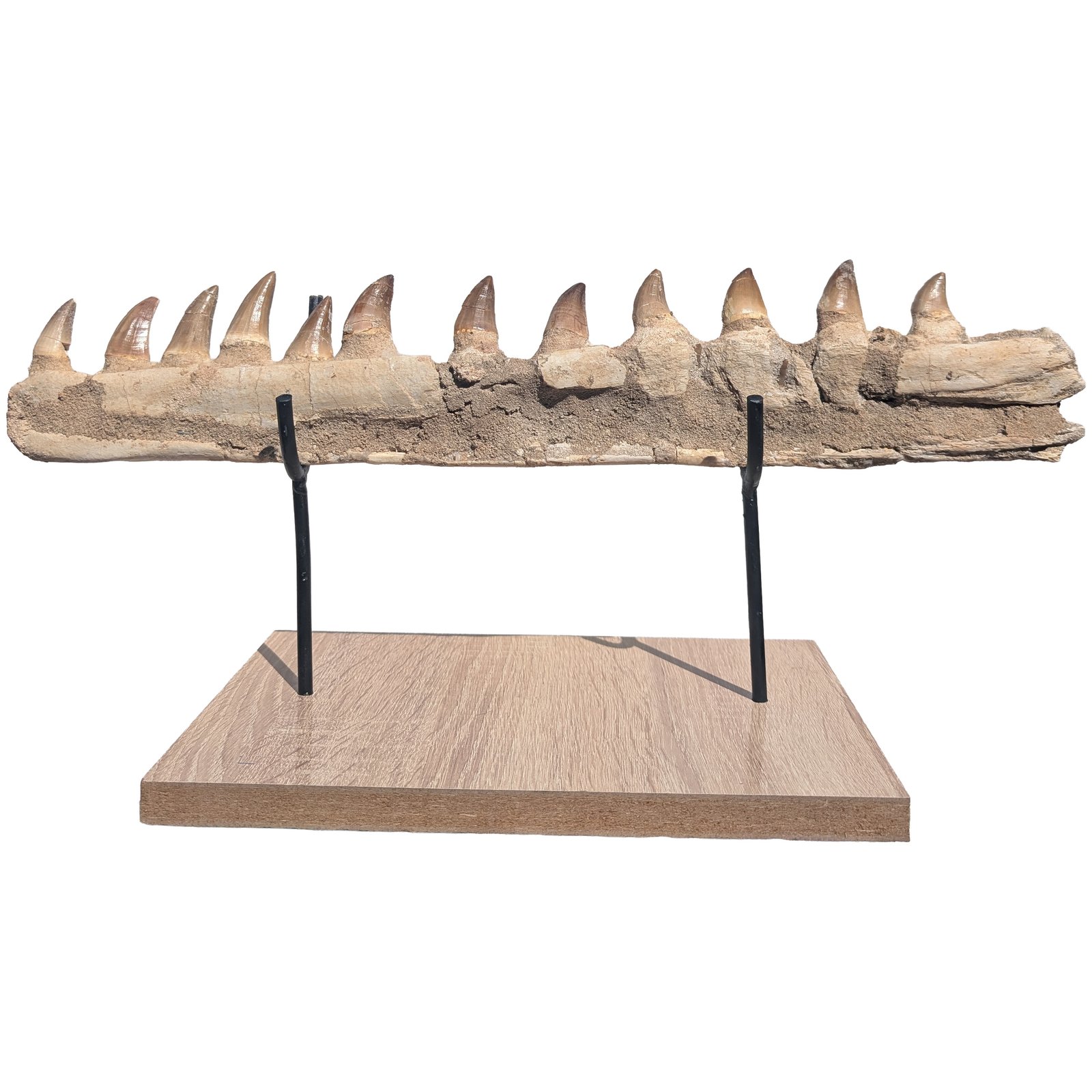Certified Mosasaur Fossil Specimen Authentic Prehistoric Marine Reptile Display Certified Mosasaur Fossil Specimen Authentic Prehistoric Marine Reptile Display - Image 6