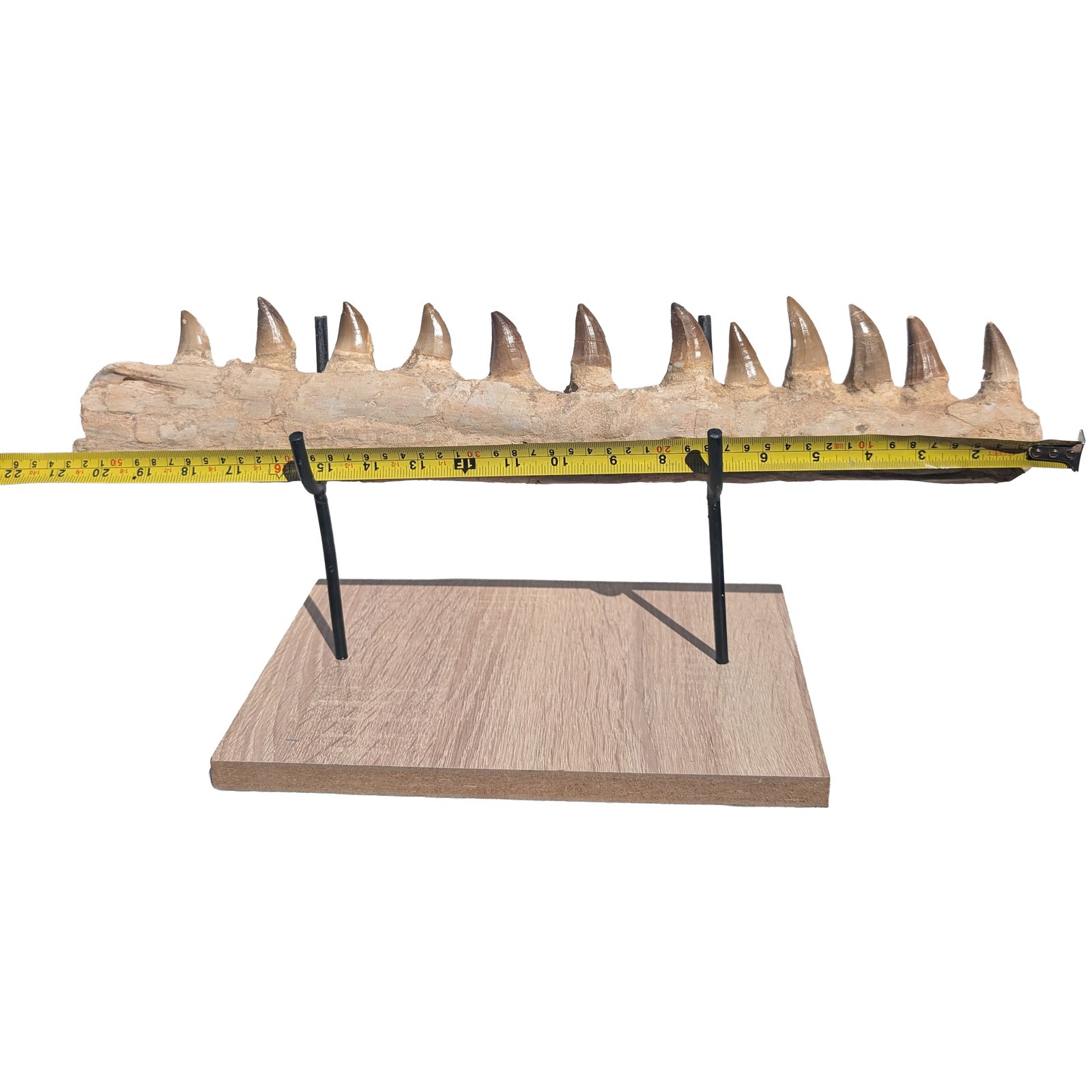 Certified Mosasaur Fossil Specimen Authentic Prehistoric Marine Reptile Display Certified Mosasaur Fossil Specimen Authentic Prehistoric Marine Reptile Display - Image 7