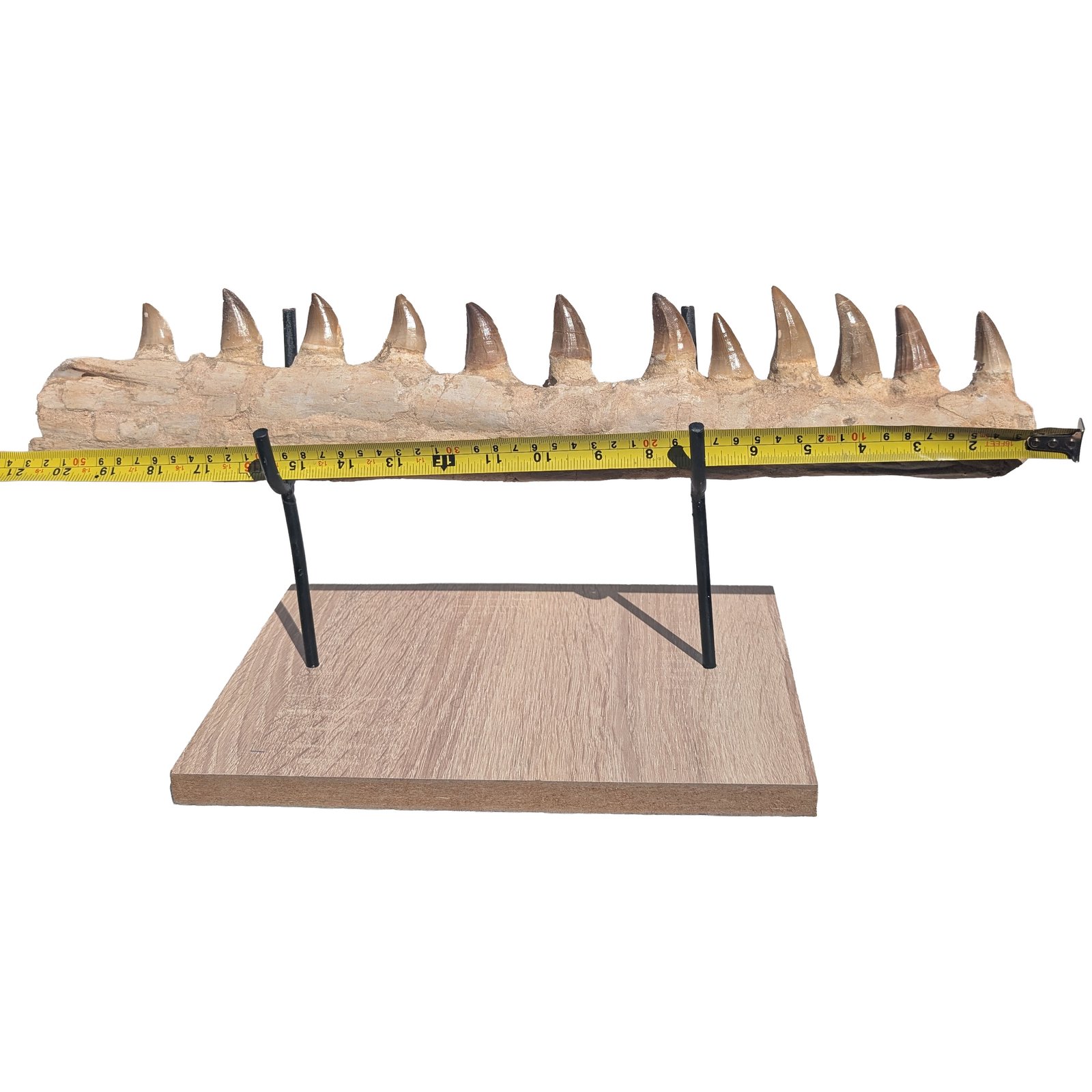 Certified Mosasaur Fossil Specimen Authentic Prehistoric Marine Reptile Display Certified Mosasaur Fossil Specimen Authentic Prehistoric Marine Reptile Display - Image 8