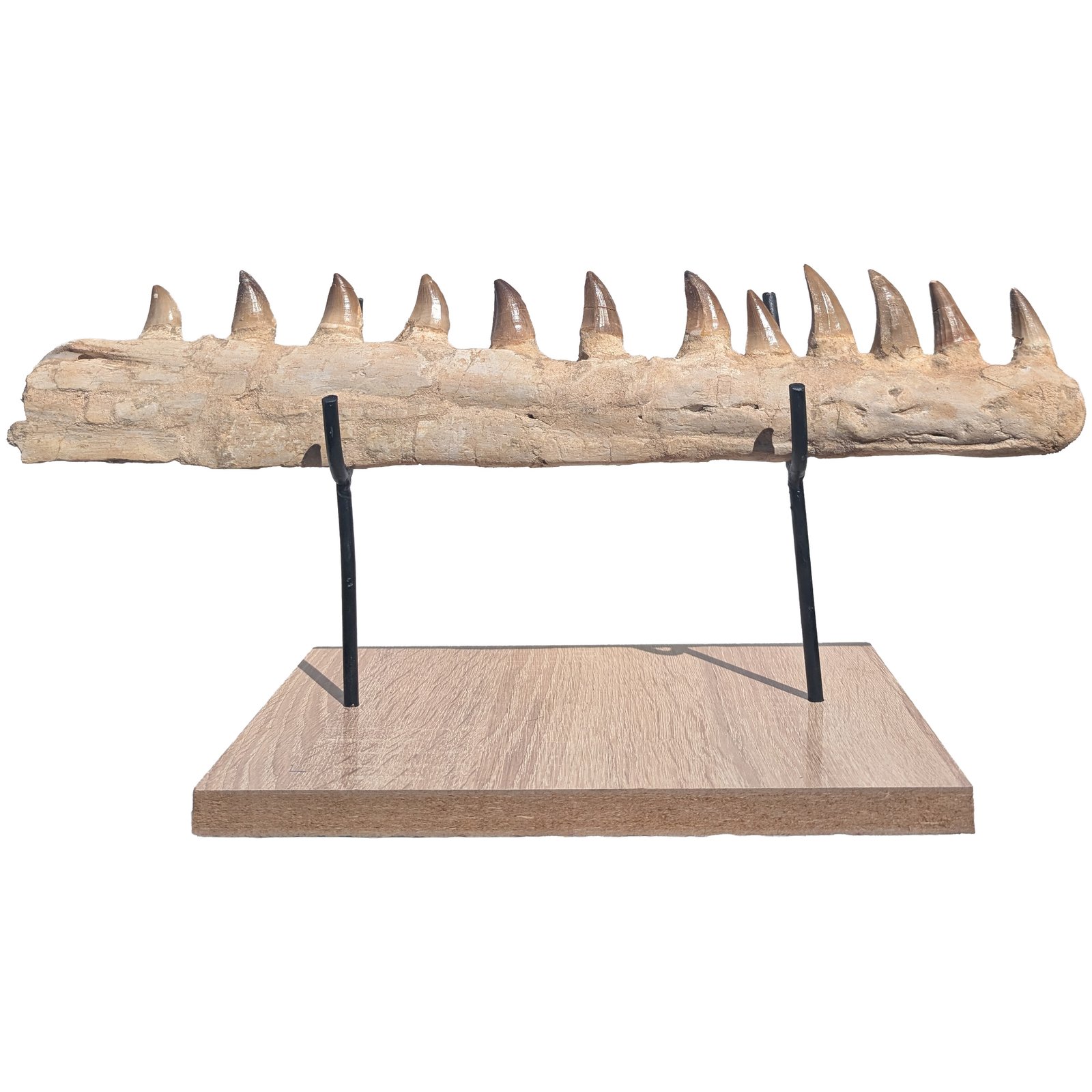 Certified Mosasaur Fossil Specimen Authentic Prehistoric Marine Reptile Display Certified Mosasaur Fossil Specimen Authentic Prehistoric Marine Reptile Display - Image 9