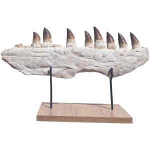 Fossil Genuine Mosasaur Specimen Cretaceous Marine Reptile Authentic Find