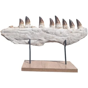 Fossil Genuine Mosasaur Specimen Cretaceous Marine Reptile Authentic Find