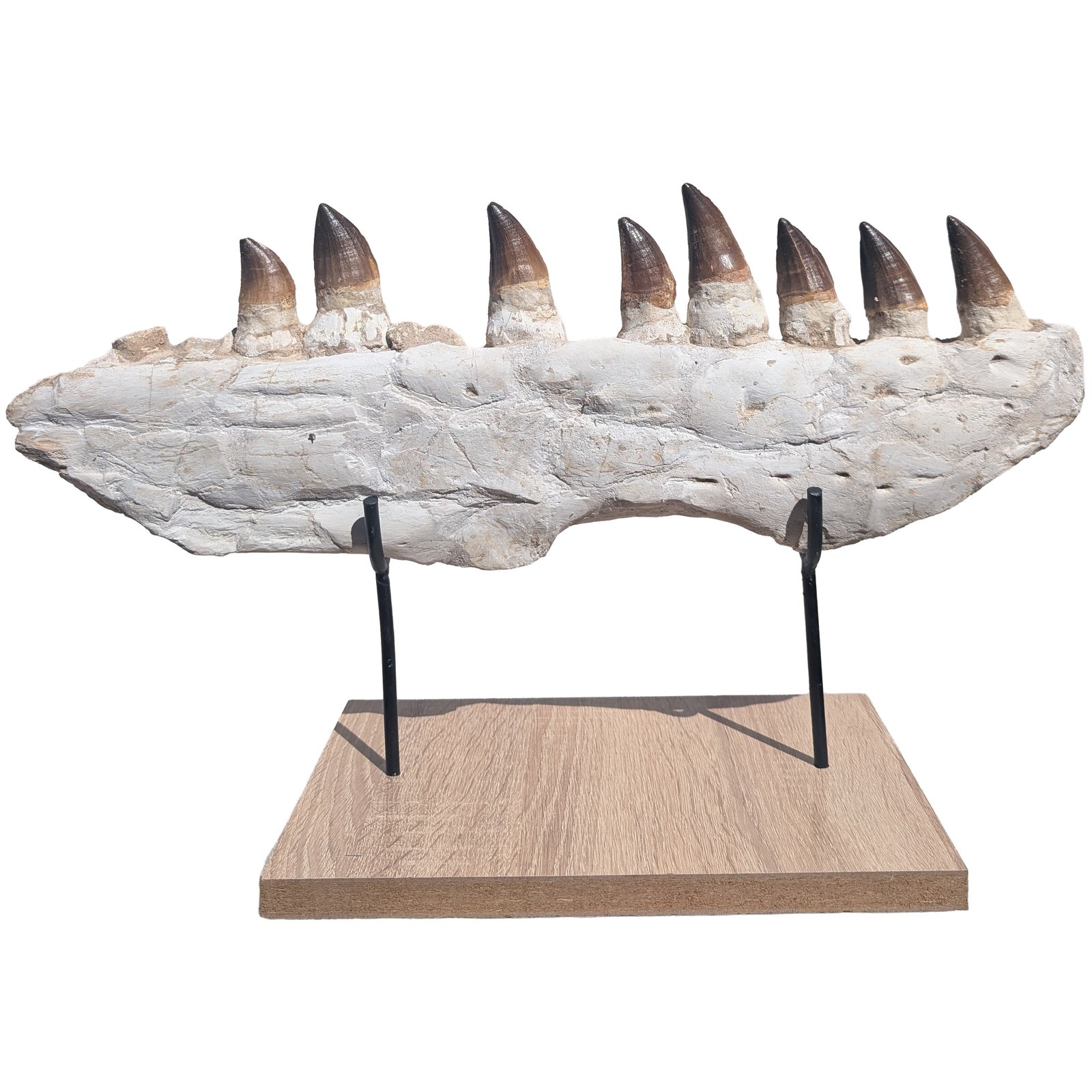 Fossil Genuine Mosasaur Specimen Cretaceous Marine Reptile Authentic Find Fossil Genuine Mosasaur Specimen Cretaceous Marine Reptile Authentic Find - Image 3