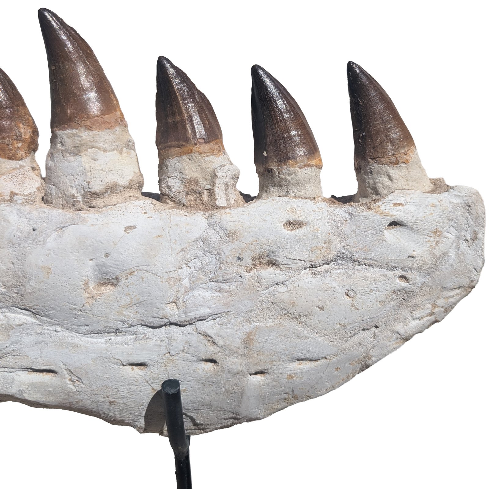 Fossil Genuine Mosasaur Specimen Cretaceous Marine Reptile Authentic Find Fossil Genuine Mosasaur Specimen Cretaceous Marine Reptile Authentic Find - Image 4