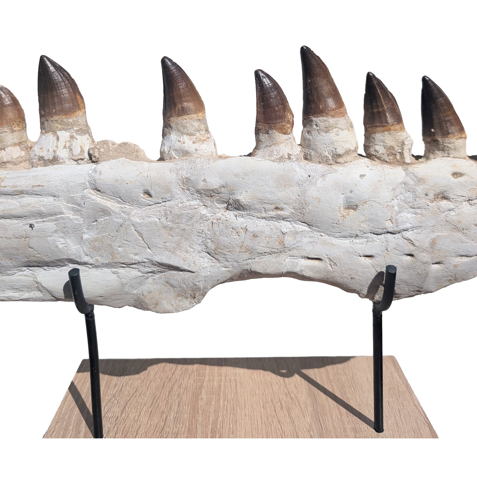Fossil Genuine Mosasaur Specimen Cretaceous Marine Reptile Authentic Find Fossil Genuine Mosasaur Specimen Cretaceous Marine Reptile Authentic Find - Image 5