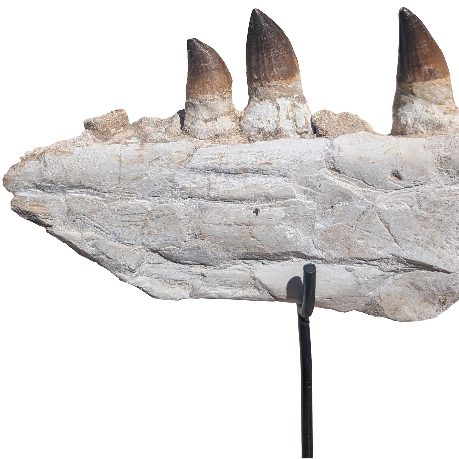 Fossil Genuine Mosasaur Specimen Cretaceous Marine Reptile Authentic Find Fossil Genuine Mosasaur Specimen Cretaceous Marine Reptile Authentic Find - Image 6