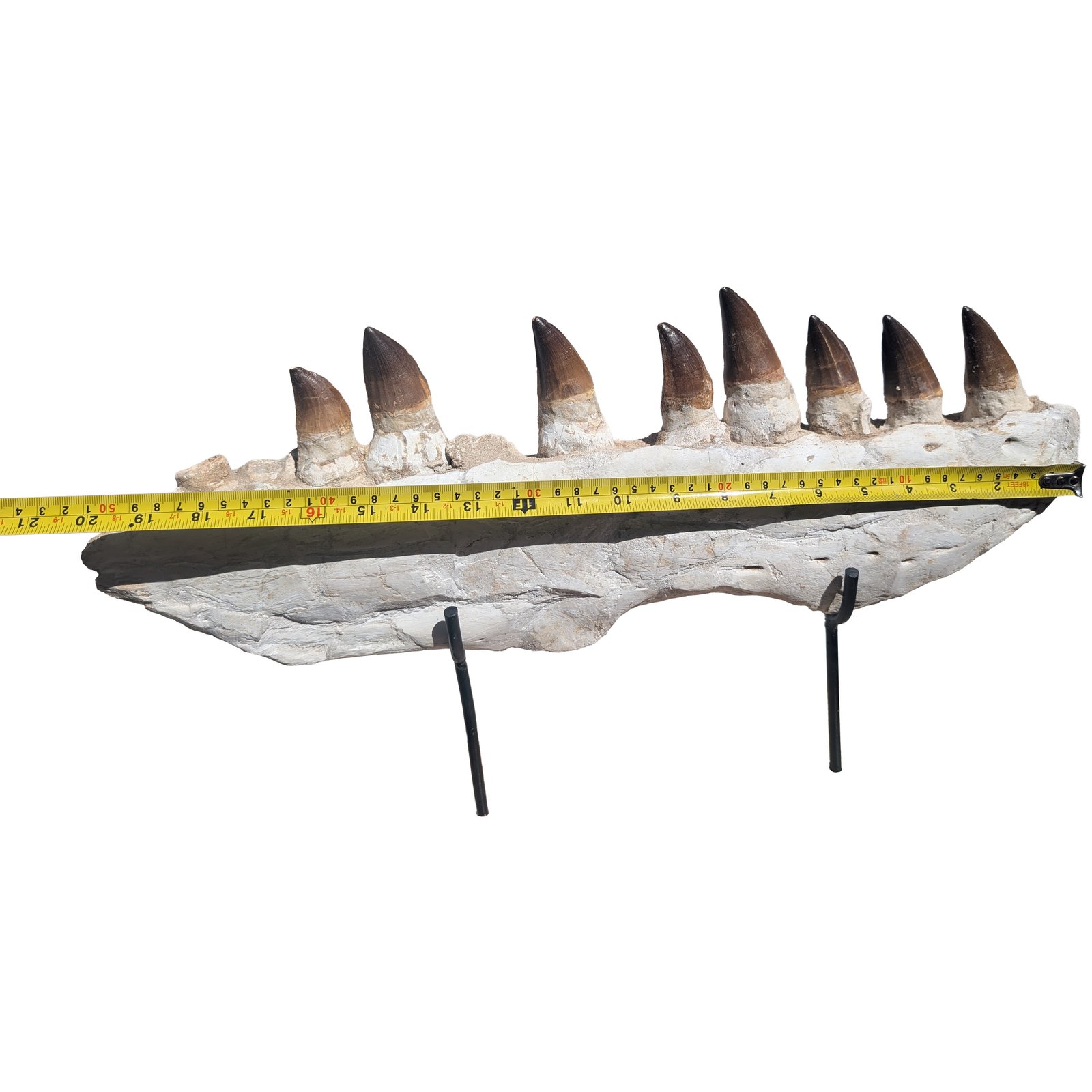 Fossil Genuine Mosasaur Specimen Cretaceous Marine Reptile Authentic Find Fossil Genuine Mosasaur Specimen Cretaceous Marine Reptile Authentic Find - Image 7