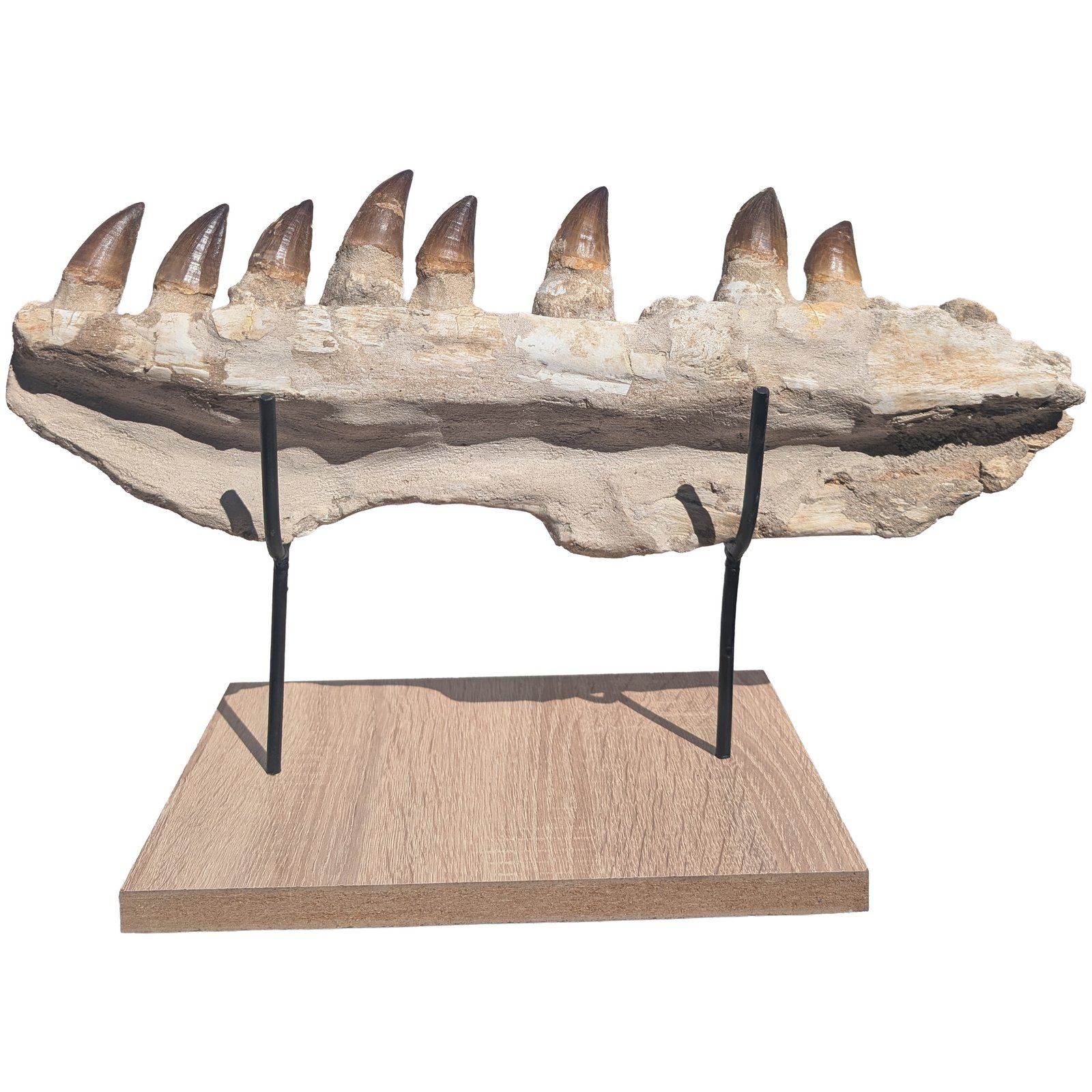 Fossil Genuine Mosasaur Specimen Cretaceous Marine Reptile Authentic Find Fossil Genuine Mosasaur Specimen Cretaceous Marine Reptile Authentic Find - Image 8