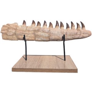 Fossilized Mosasaur Jaw Find Prehistoric Marine Reptile Fossil Specimen