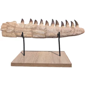 Fossilized Mosasaur Jaw Find specimen