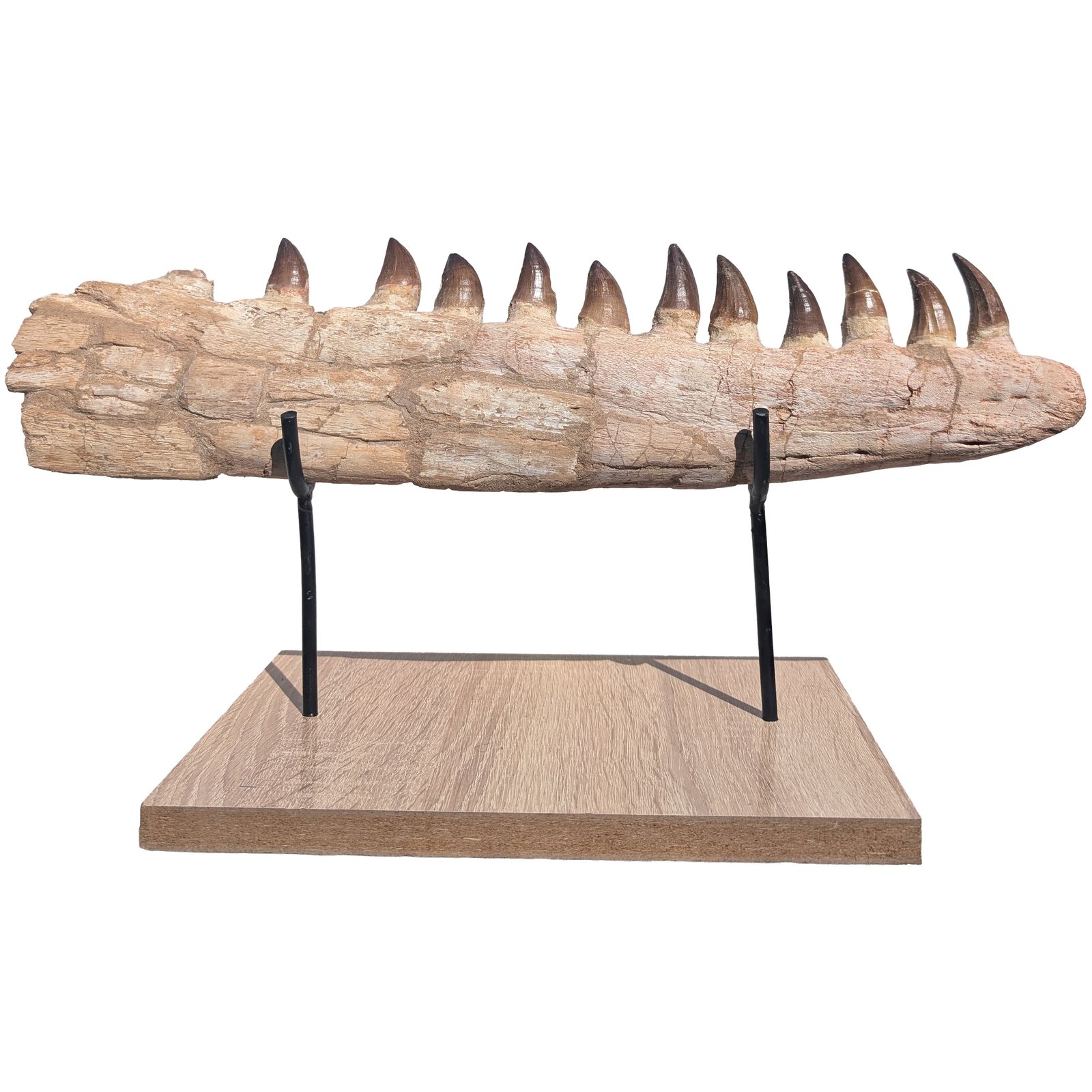 Fossilized Mosasaur Jaw Find Prehistoric Marine Reptile Fossil Specimen Fossilized Mosasaur Jaw Find Prehistoric Marine Reptile Fossil Specimen