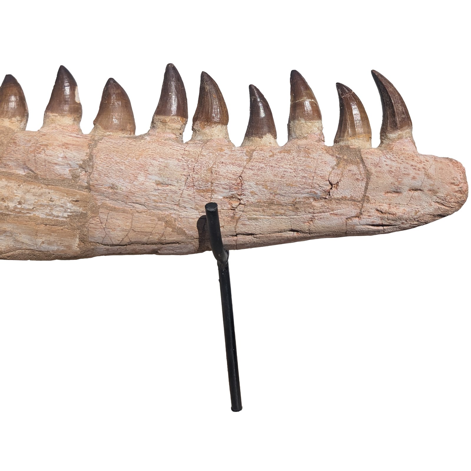 Fossilized Mosasaur Jaw Find Prehistoric Marine Reptile Fossil Specimen Fossilized Mosasaur Jaw Find Prehistoric Marine Reptile Fossil Specimen - Image 2