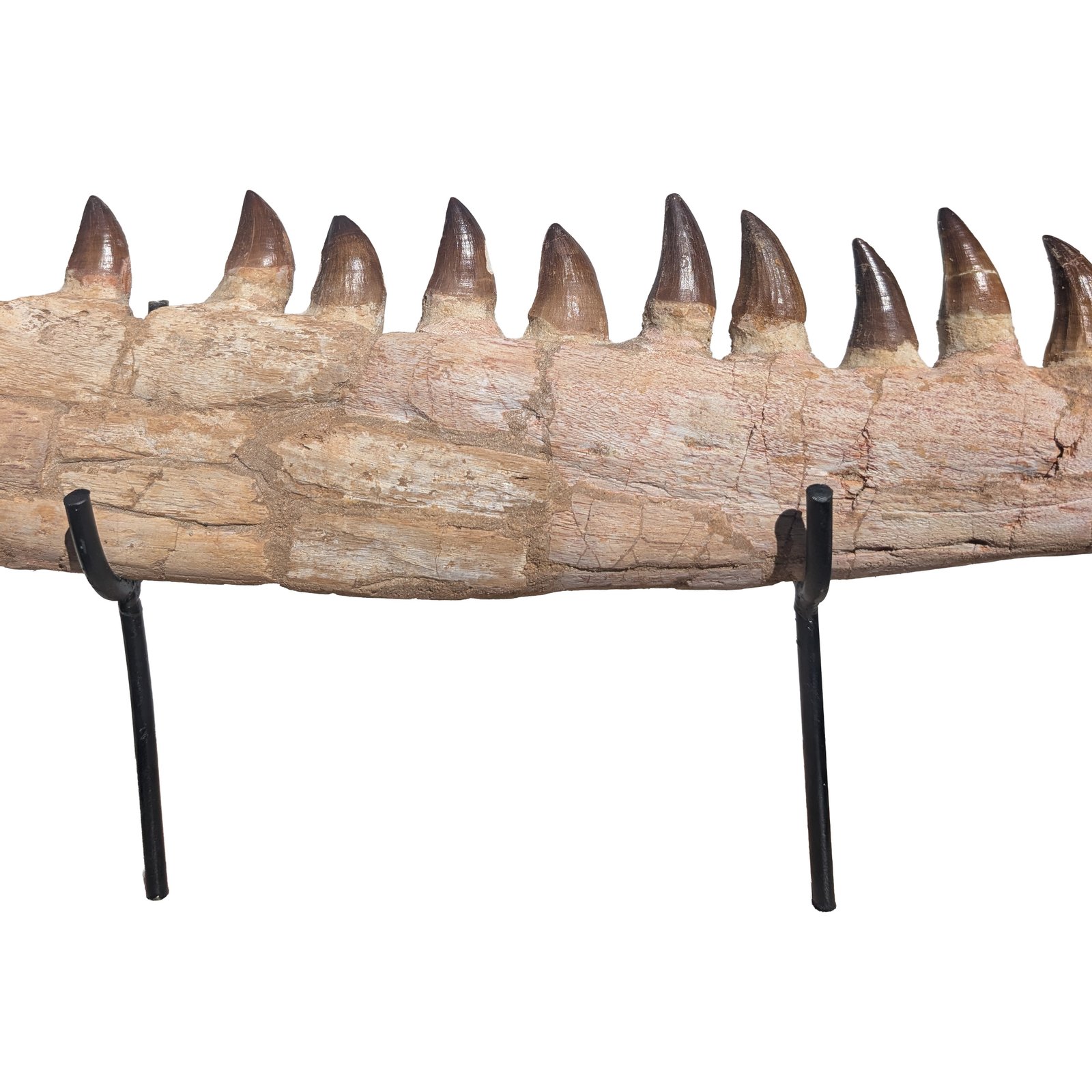 Fossilized Mosasaur Jaw Find Prehistoric Marine Reptile Fossil Specimen Fossilized Mosasaur Jaw Find Prehistoric Marine Reptile Fossil Specimen - Image 3