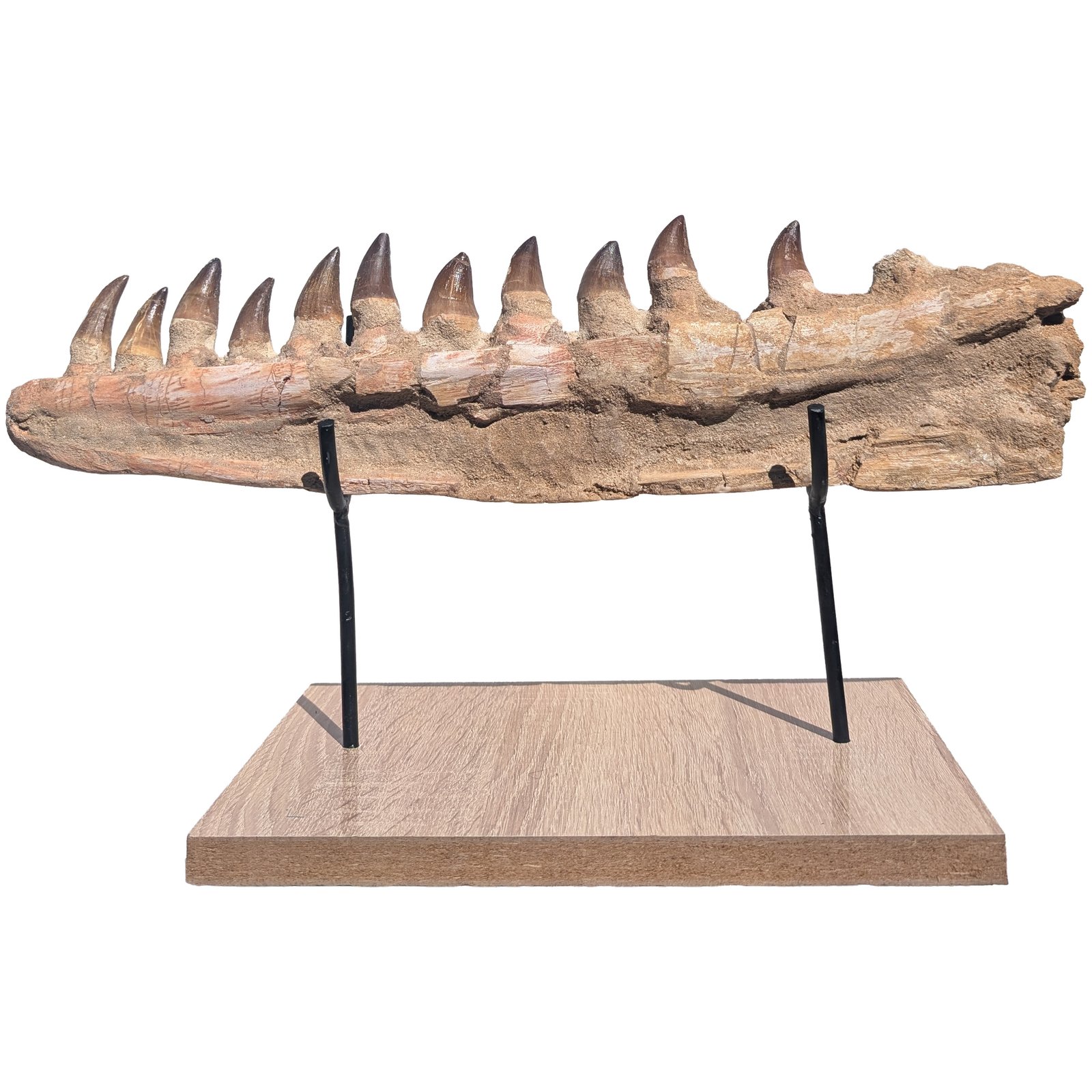 Fossilized Mosasaur Jaw Find Prehistoric Marine Reptile Fossil Specimen Fossilized Mosasaur Jaw Find Prehistoric Marine Reptile Fossil Specimen - Image 5