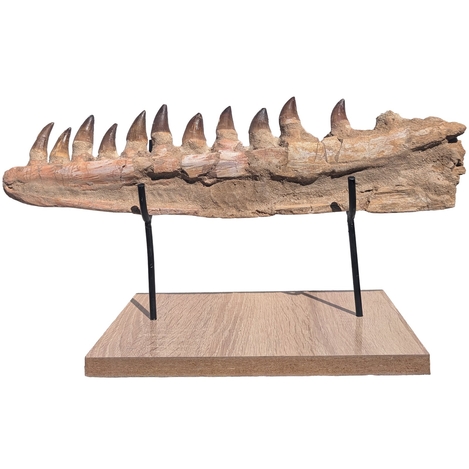 Fossilized Mosasaur Jaw Find Prehistoric Marine Reptile Fossil Specimen Fossilized Mosasaur Jaw Find Prehistoric Marine Reptile Fossil Specimen - Image 6