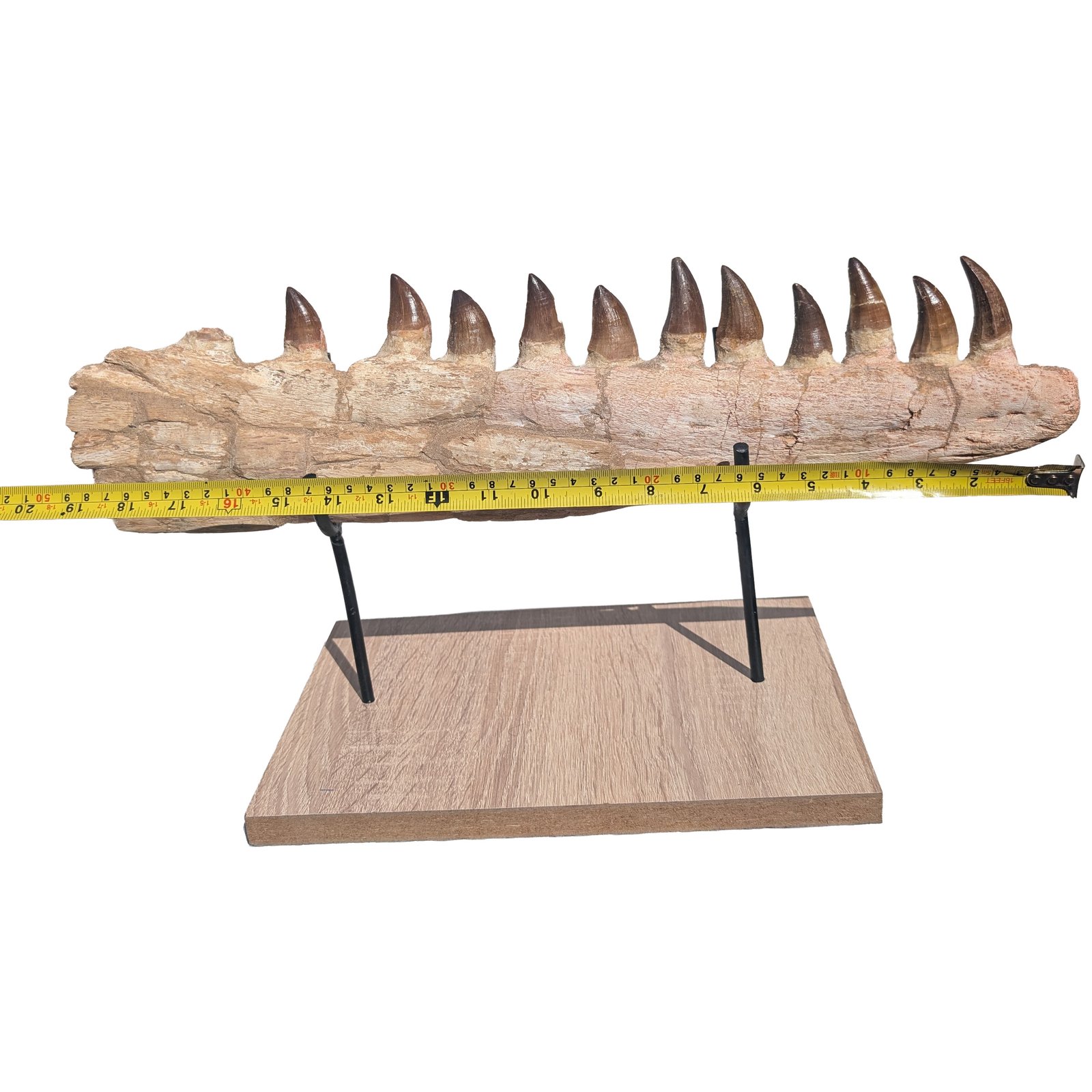 Fossilized Mosasaur Jaw Find Prehistoric Marine Reptile Fossil Specimen Fossilized Mosasaur Jaw Find Prehistoric Marine Reptile Fossil Specimen - Image 7