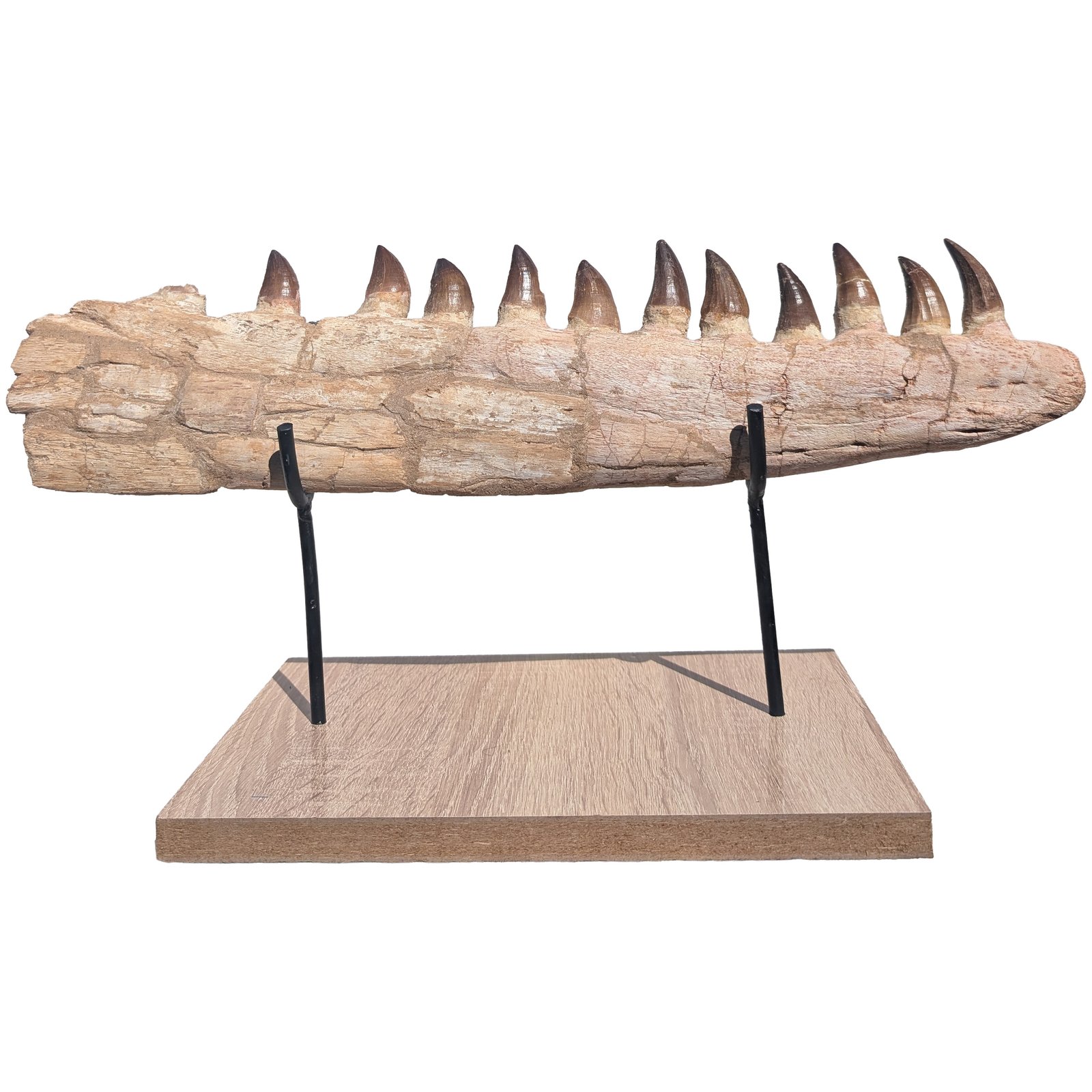 Fossilized Mosasaur Jaw Find Prehistoric Marine Reptile Fossil Specimen Fossilized Mosasaur Jaw Find Prehistoric Marine Reptile Fossil Specimen - Image 8