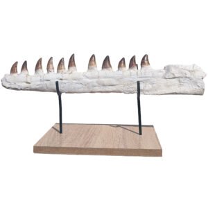 Astonishing Genuine Mosasaur Fossil Display Museum-Quality Marine Predator Relic