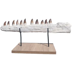 Astonishing Genuine Mosasaur Fossil Display Museum-Quality Marine Predator Relic