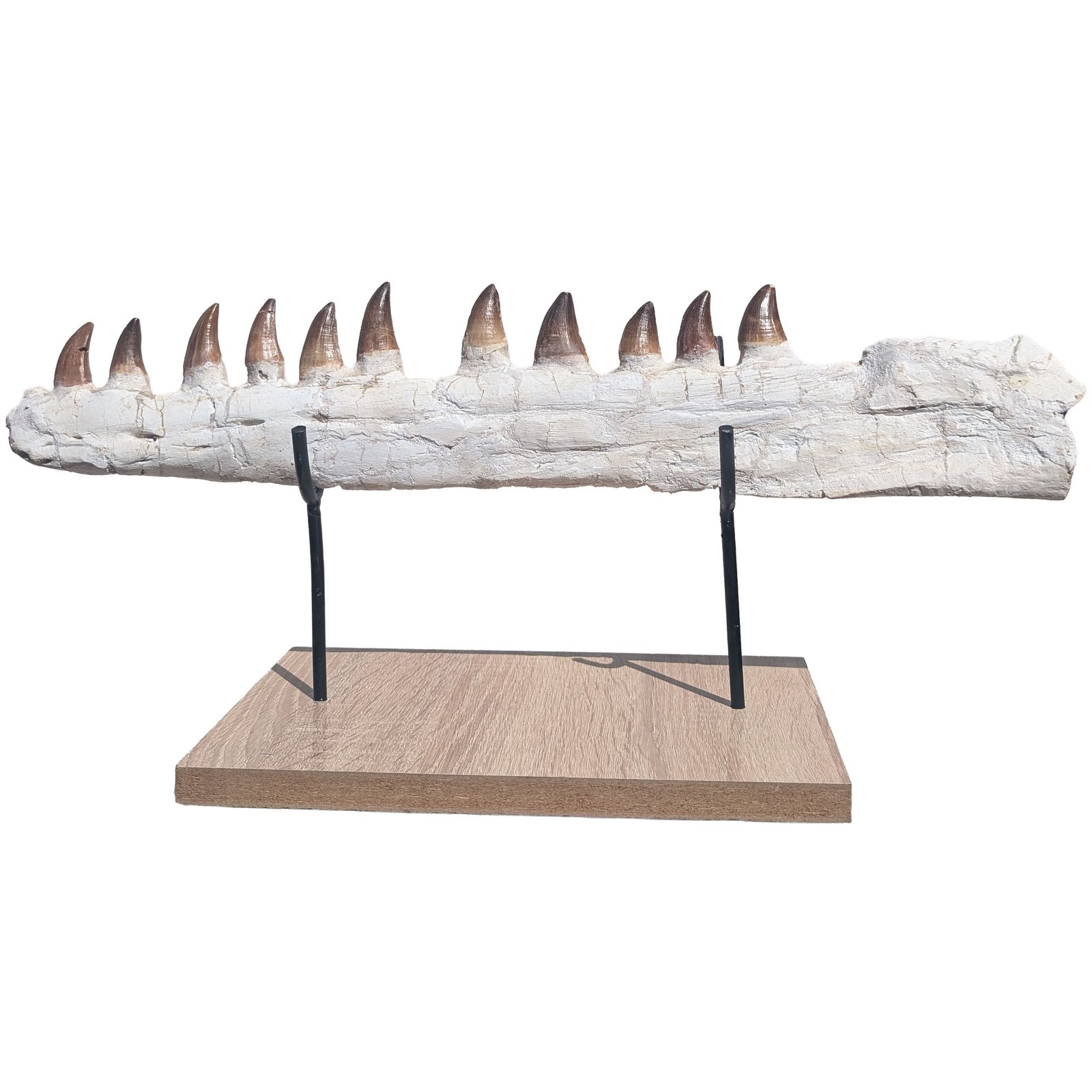 Astonishing Genuine Mosasaur Fossil Display Museum-Quality Marine Predator Relic Astonishing Genuine Mosasaur Fossil Display Museum-Quality Marine Predator Relic