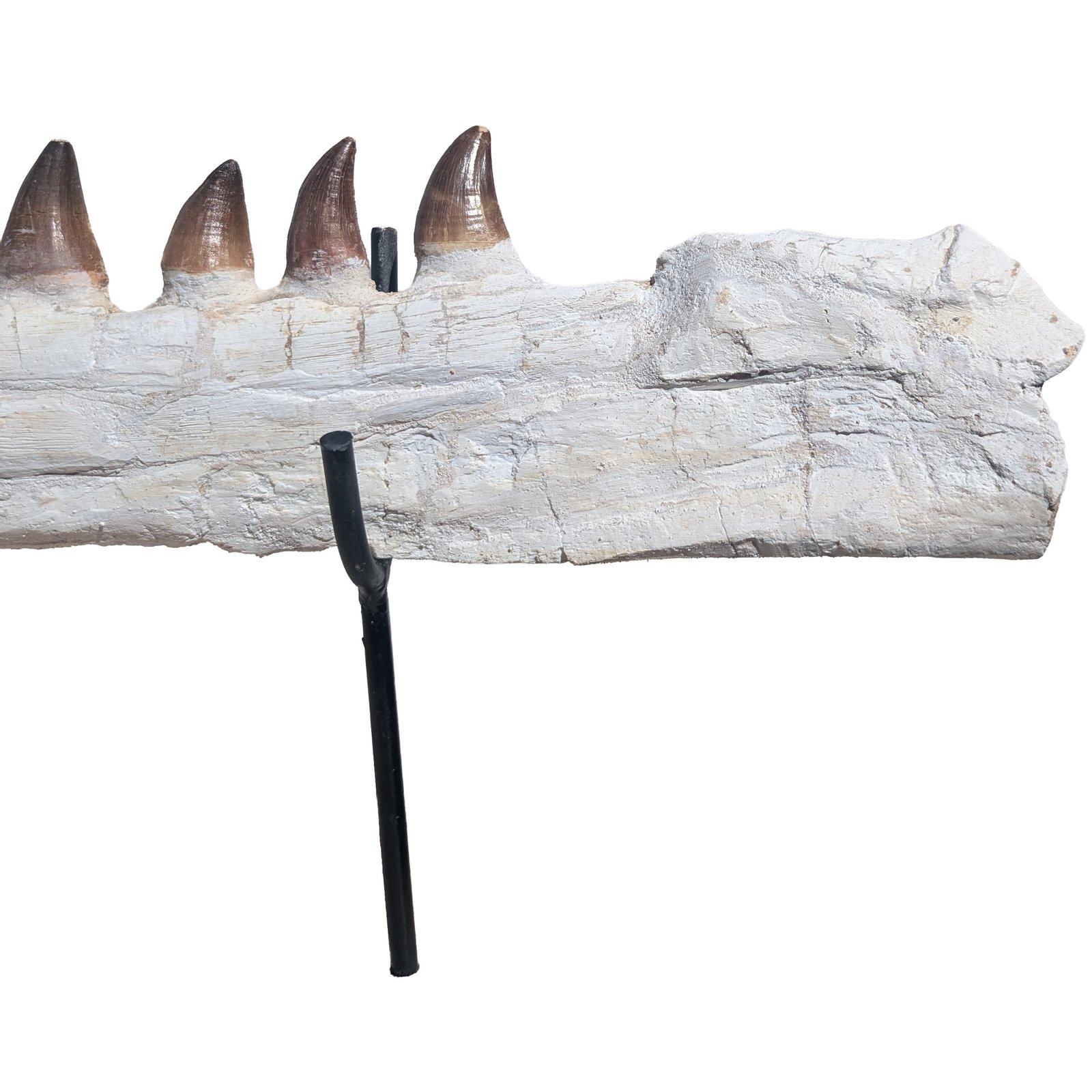 Astonishing Genuine Mosasaur Fossil Display Museum-Quality Marine Predator Relic Astonishing Genuine Mosasaur Fossil Display Museum-Quality Marine Predator Relic - Image 2