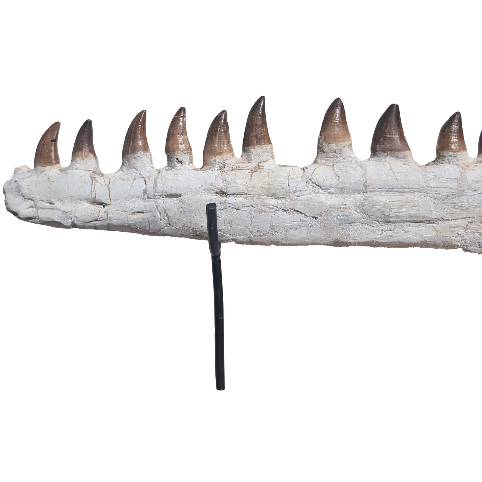 Astonishing Genuine Mosasaur Fossil Display Museum-Quality Marine Predator Relic Astonishing Genuine Mosasaur Fossil Display Museum-Quality Marine Predator Relic - Image 4