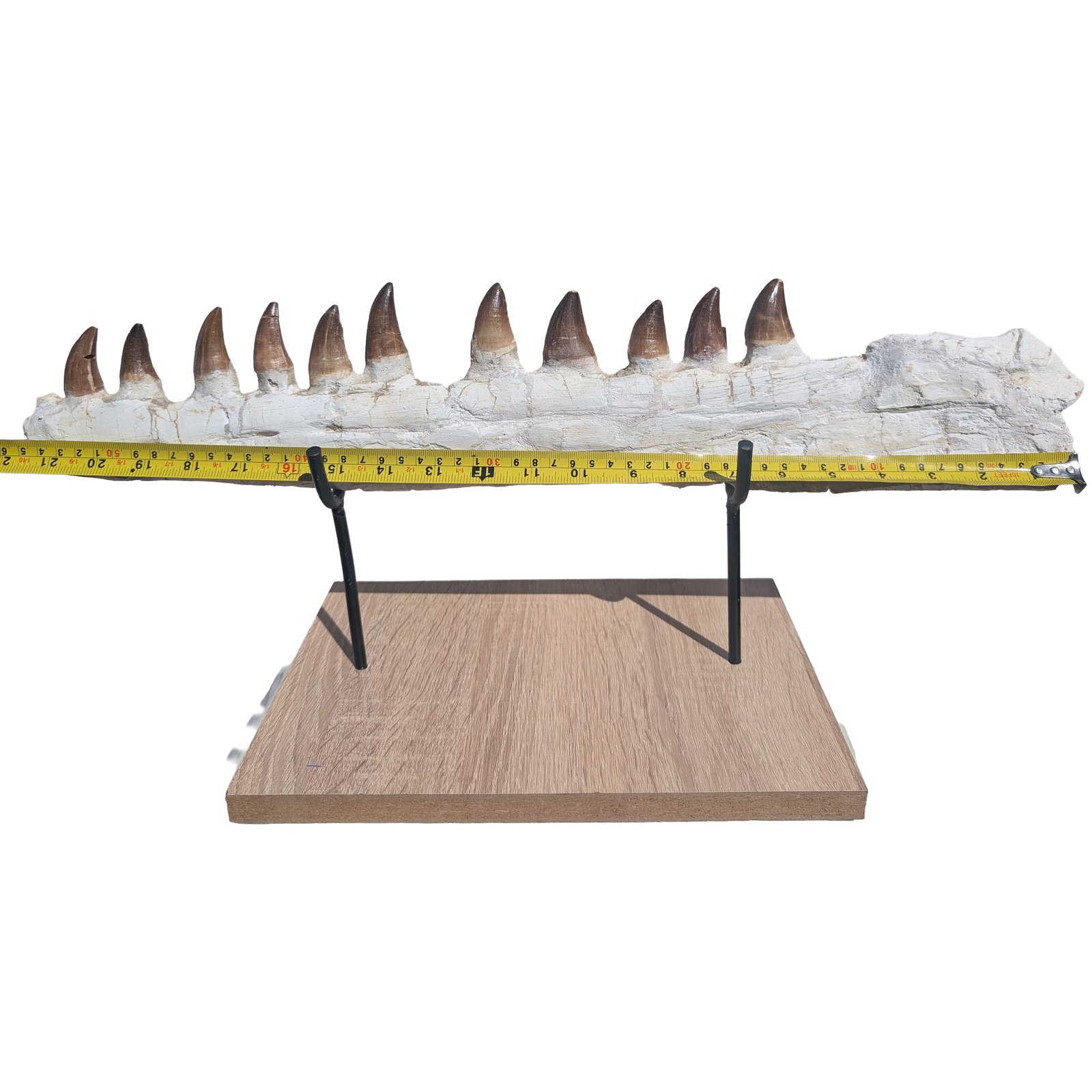 Astonishing Genuine Mosasaur Fossil Display Museum-Quality Marine Predator Relic Astonishing Genuine Mosasaur Fossil Display Museum-Quality Marine Predator Relic - Image 5