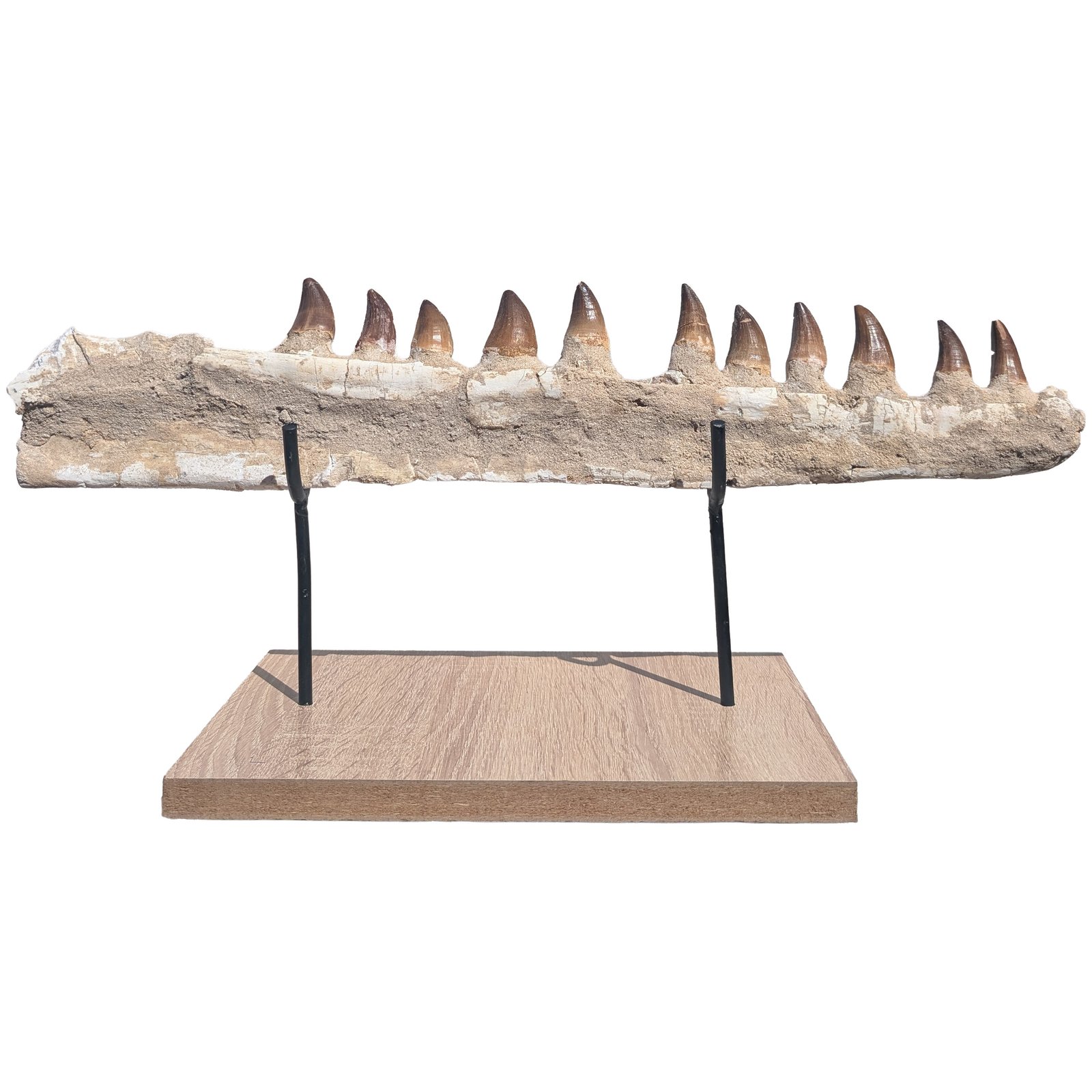 Astonishing Genuine Mosasaur Fossil Display Museum-Quality Marine Predator Relic Astonishing Genuine Mosasaur Fossil Display Museum-Quality Marine Predator Relic - Image 6