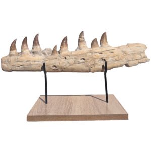 Mosasaur Fossil Jaw Morocco Cretaceous Marine Reptile Bone Specimen