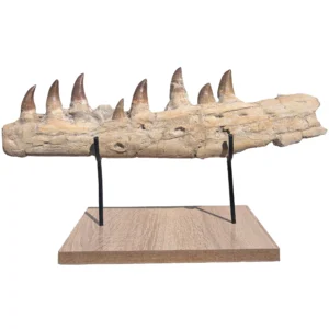 Mosasaur Fossil Jaw Morocco Cretaceous Marine Reptile Bone Specimen