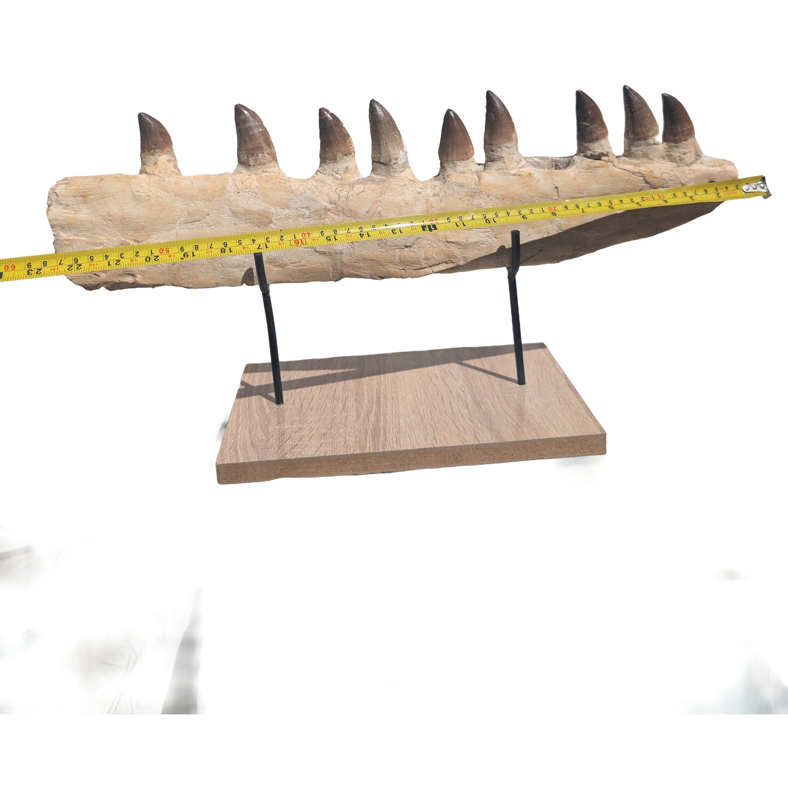 Prehistoric Mosasaur Fossil Specimen Display Natural History Museum Quality Prehistoric Mosasaur Fossil Specimen Display Natural History Museum Quality - Image 2