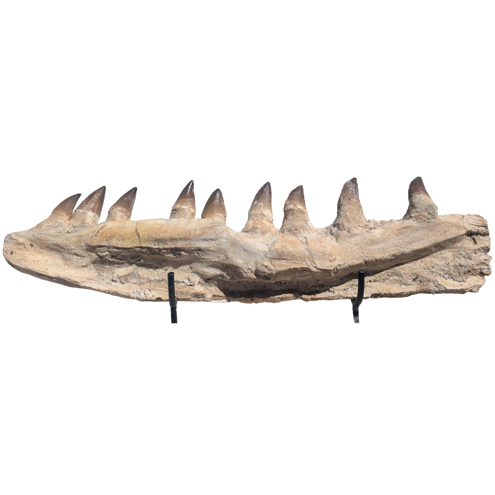 Prehistoric Mosasaur Fossil Specimen Display Natural History Museum Quality Prehistoric Mosasaur Fossil Specimen Display Natural History Museum Quality - Image 3