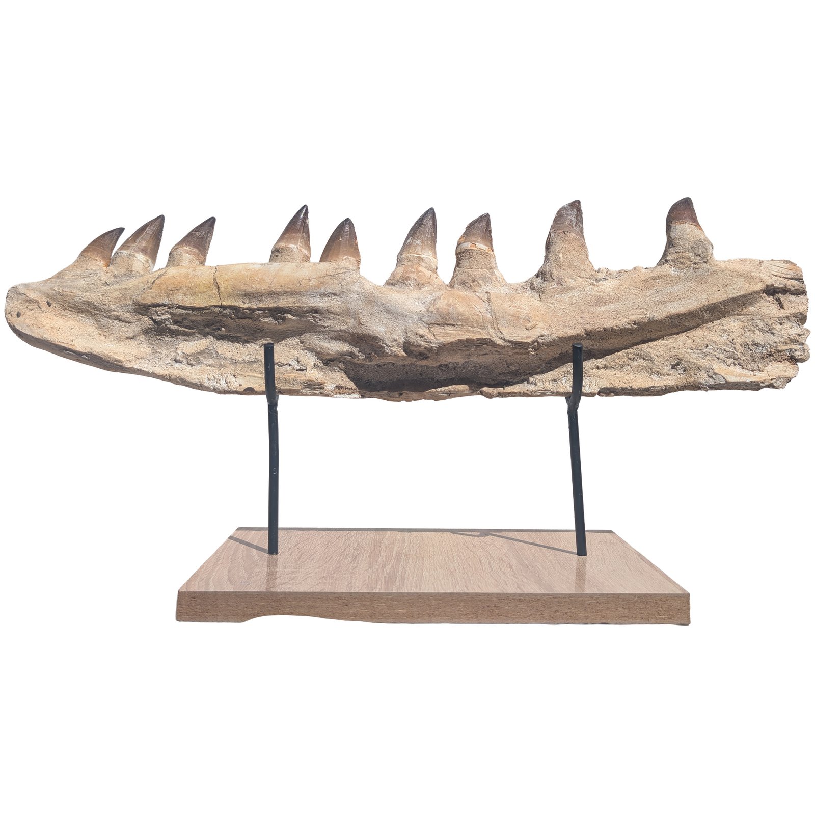 Prehistoric Mosasaur Fossil Specimen Display Natural History Museum Quality Prehistoric Mosasaur Fossil Specimen Display Natural History Museum Quality - Image 4