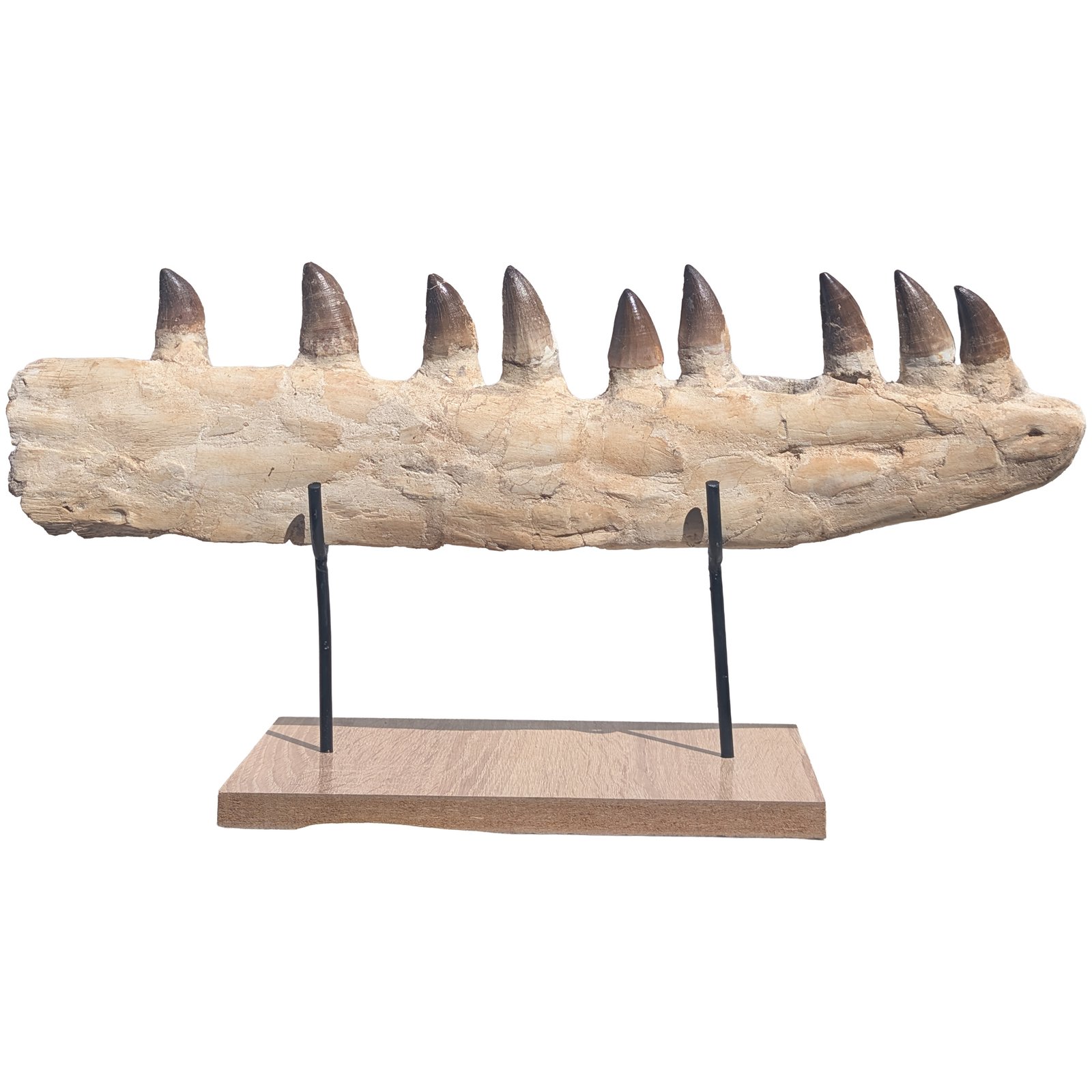 Prehistoric Mosasaur Fossil Specimen Display Natural History Museum Quality Prehistoric Mosasaur Fossil Specimen Display Natural History Museum Quality