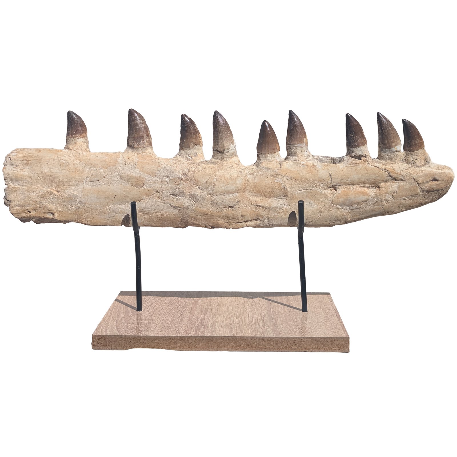 Prehistoric Mosasaur Fossil Specimen Display Natural History Museum Quality Prehistoric Mosasaur Fossil Specimen Display Natural History Museum Quality - Image 6