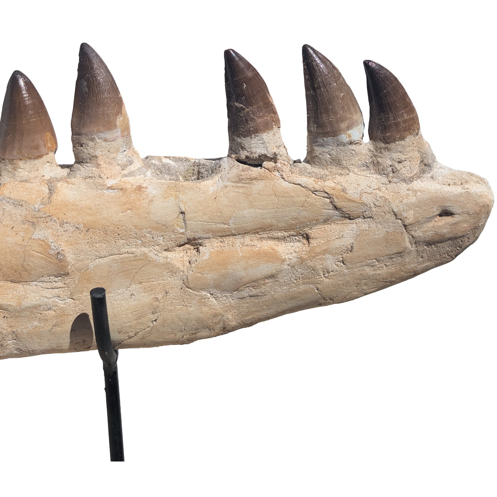 Prehistoric Mosasaur Fossil Specimen Display Natural History Museum Quality Prehistoric Mosasaur Fossil Specimen Display Natural History Museum Quality - Image 7