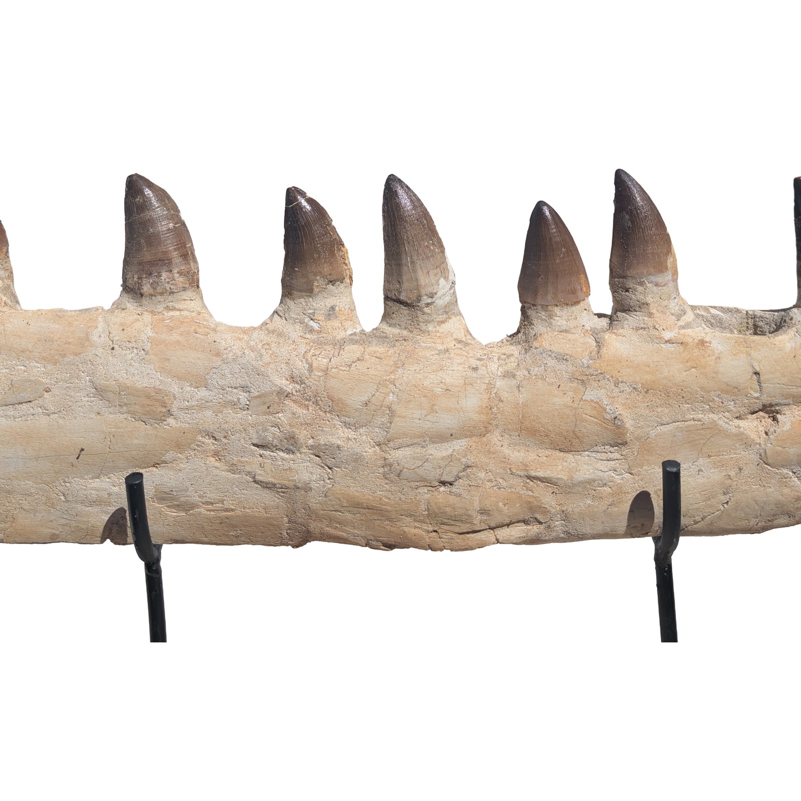 Prehistoric Mosasaur Fossil Specimen Display Natural History Museum Quality Prehistoric Mosasaur Fossil Specimen Display Natural History Museum Quality - Image 8